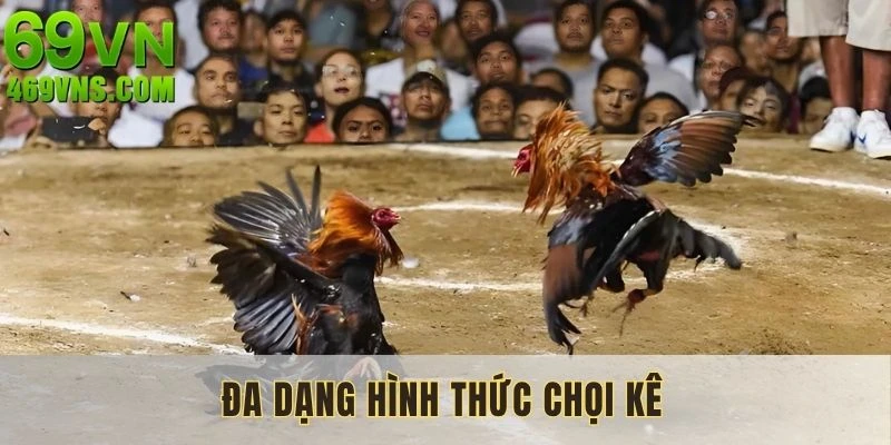 Đa dạng các hình thức chọi kê chuyên nghiệp tại hệ thống