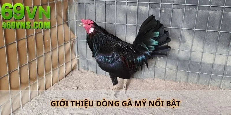 Giới thiệu dòng kê chiến từ Mỹ nổi bật