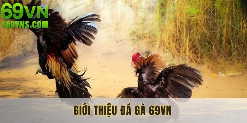 Loại hình đá gà 69VN trở thành tâm điểm chú ý tại nhà cái