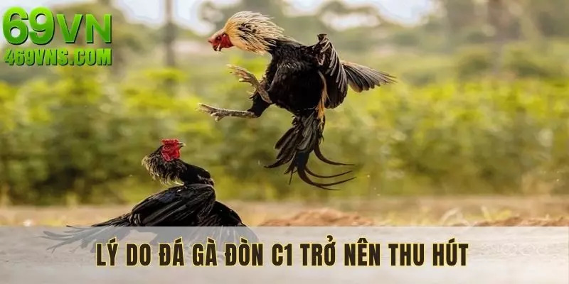 Những lý do khiến đá gà đòn C1 thu hút đông đảo nhiều người tham gia