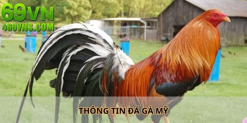 Thông tin về đá gà Mỹ mọi người cần biết