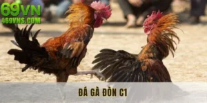 Đá Gà Đòn C1 - Nơi Hội Tụ Các Chiến Kê Huyền Thoại